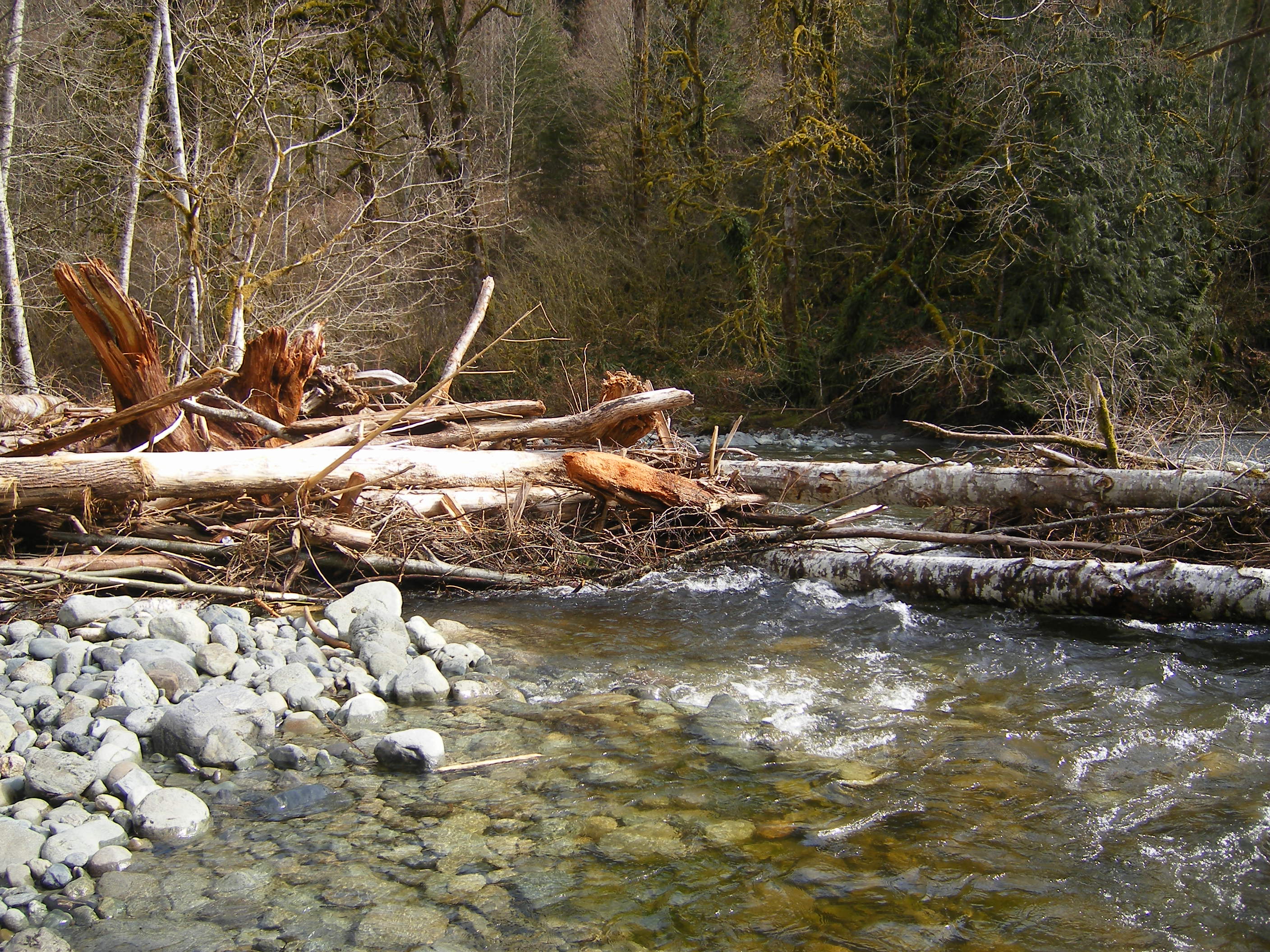 Day Creek Forest Property Skagit Land Trust